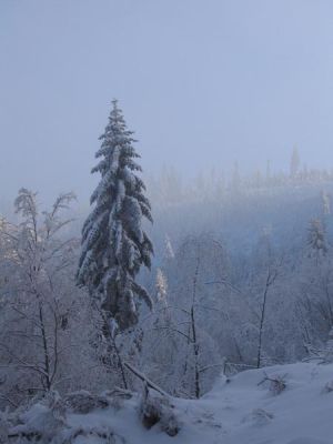 W drodze na Rogacz widok w stron� Magurki fot Dorota